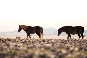 Fototapeta na wymiar Desert Horse