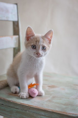 Orange & White Kitten 