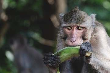 Monkey eating green banana with scared eyes in the jungle of Thailand 