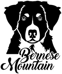 Bernese Mountain head