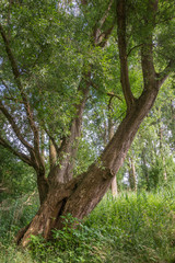 Fototapeta premium bel arbre vert
