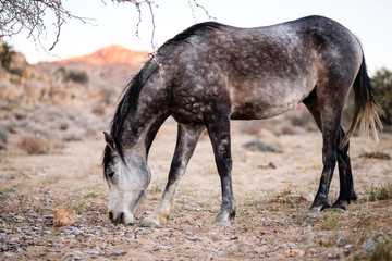 Obraz na płótnie Canvas Desert Horse