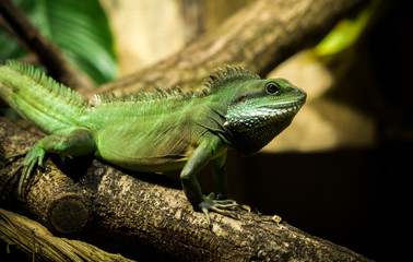 Reptil 