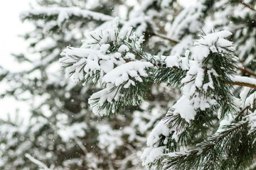 Winter, cold, snow. Winter forest under the snow. heavy branches all in the snow. have toning.