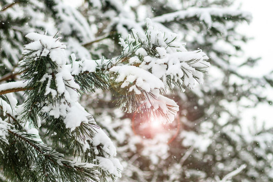 Fototapeta Winter, cold, snow. Winter forest under the snow. heavy branches all in the snow. have toning.