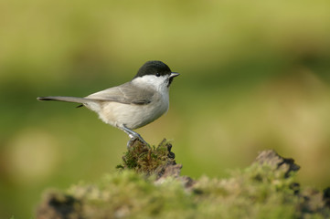 The marsh tit (Poecile palustris) is a passerine bird in the tit family Paridae and genus Poecile