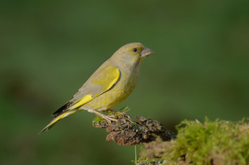 The greenfinch (Carduelis chloris) is a well-known bird as it often visits gardens and drives other birds away from feeders. Invasive bird