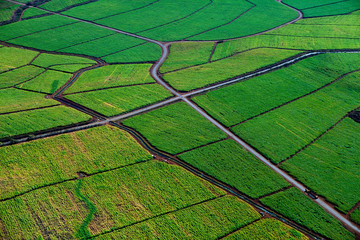 Aerial view of cultivated land