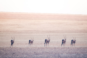 Oryx Desert Line