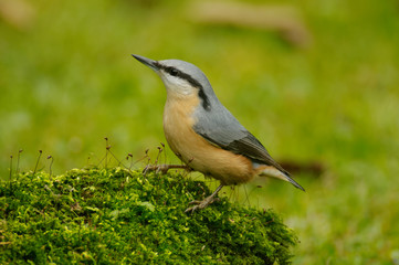 The Eurasian nuthatch (Sitta europaea) is a small passerine bird found throughout temperate Asia and in Europe