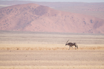 Fototapeta na wymiar Oryx Desert Line