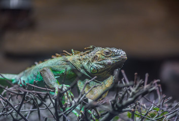 Close-up portrait of a resting colored male Green iguana