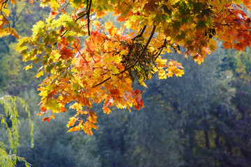 Scenic view of beautiful autumn forest landscape with yellow leaves on trees on sunny day in a park