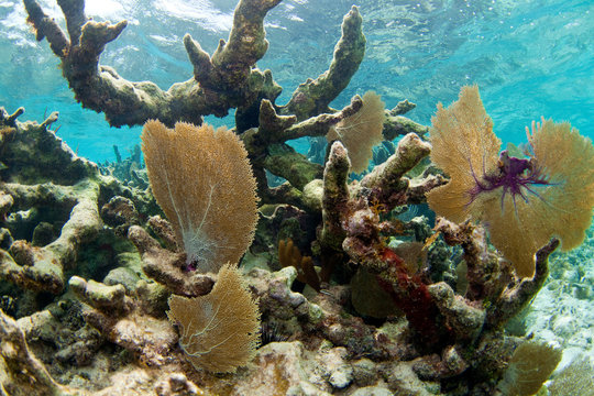 Jardines de la Reina, Cuba: Example of Elkhorn (Acropora palmata) coral.