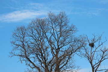 겨울 나무가지와 까치집