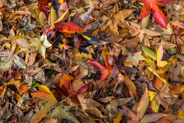 Colorful trees in autumn - Tui