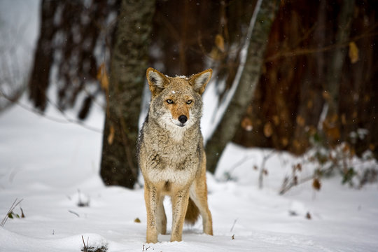 Portrait of coyote in snow