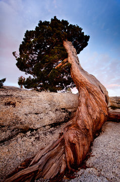 Yosemite National Park, California: Detail of an ancient juniper tree growing on granite near Olmsted Point.