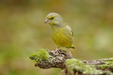 The greenfinch (Carduelis chloris) is a well-known bird as it often visits gardens and drives other birds away from feeders. Invasive bird
