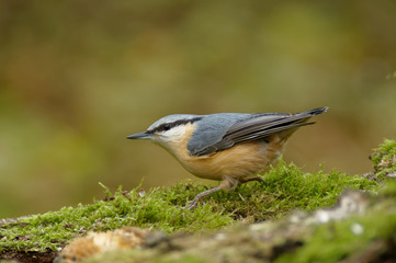 Fototapeta premium The Eurasian nuthatch (Sitta europaea) is a small passerine bird found throughout temperate Asia and in Europe