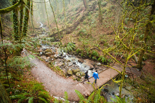 Wildwood Trail In Forest Park. Portland, Oregon