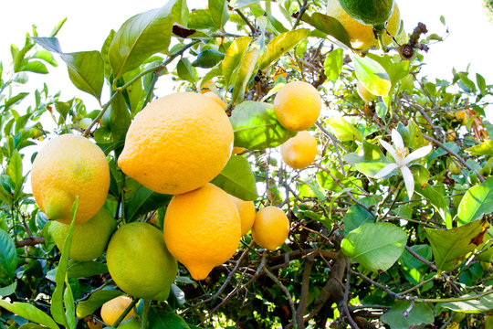 Saticoy, California, Lemon Farm: Detail of lemons.