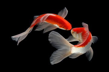 Koi fish black background