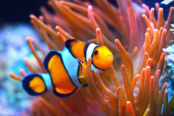 Obraz premium Amphiprion ocellaris clownfish w anemonie. Naturalne środowisko morskie