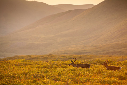 Denali National Park, Alaska: Caribour at last light in the tundra near Highway Pass.