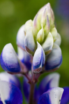Details of a Lupine