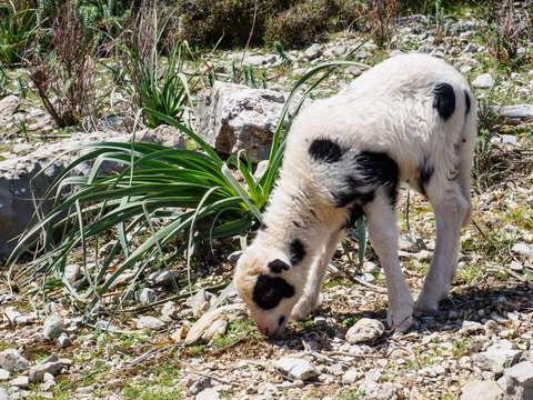 Corderito blanco con mancas negras pastando