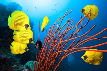 Schilderijen op glas Onderwaterbeeld van koraalrif en School of Masked Butterfly Fish © frantisek hojdysz