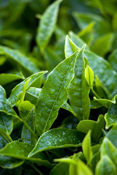 Detail of wet tea leaves