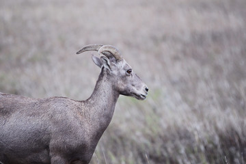Bighorn Sheep