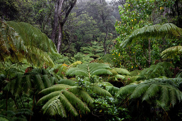 VOLCANOES NATIONAL PARK, HAWAII: Tropical rainforest near the Thurston Lava Tube.