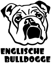Englische Bulldogge face german