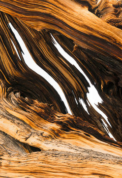 Tree bark of ancient bristlecone pine