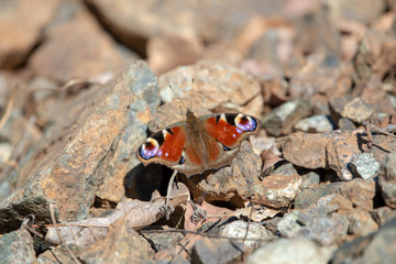 Nymphalidae / Tavus Kelebeği / / Inachis io