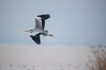 Fototapeta na wymiar Gri balıkçıl » Grey Heron » Ardea cinerea