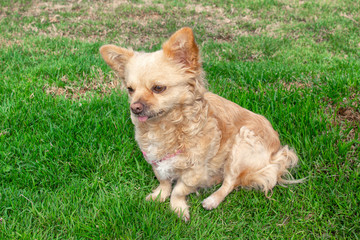 Chihuahua dog walking on the green lawn