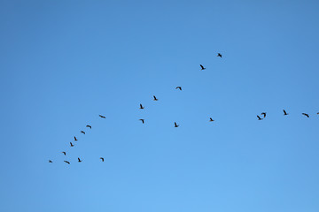 Group of flying birds in blue sky