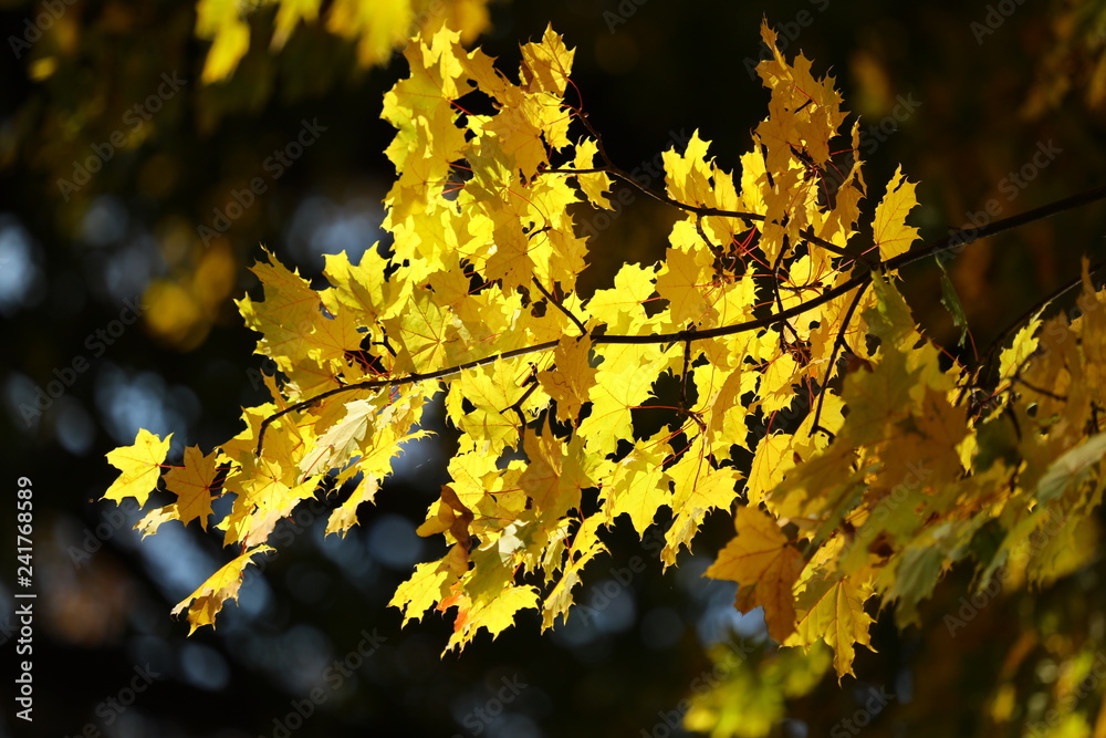 Wall mural Maple trees in autumn