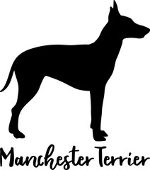 Manchester Terrier silhouette real word
