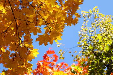 Maple trees in autumn