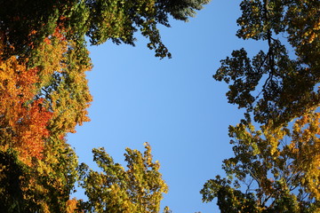 Maple trees in autumn