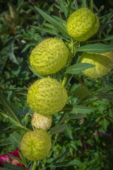 Fototapeta premium Agios Nikolaos, Crete - 09 29 2018: The millenary olive tree of Kavousi