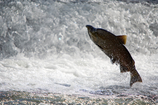 BATTLE CREEK, CA: Chinook or King Salmon (oncorhynchus tshawytscha) swimming up Battle Creek.