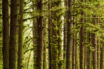 Hoh River Rain Forest. Olympic National Park, WA