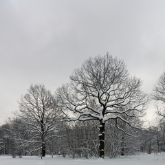 Winter forest. Oaks under the snow. Evening.