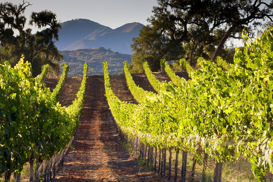 ARROYE GRANDE, CALIFORNIA: A central coast winery